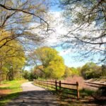 Classic Entertainment: Capri Drive-In Movie Nights
