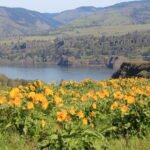 Discover Plymouth: The Cheese Capital of the World